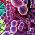 Влияние бактерий на процесс обострения псориаза