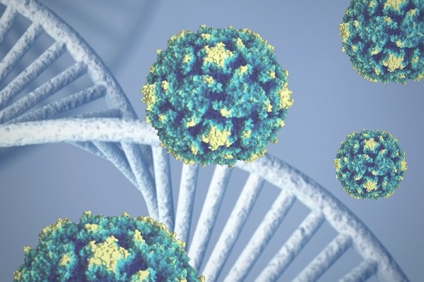 Вирус ВПЧ и ДНК